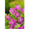 Geranium palustris - Pakost bahenný