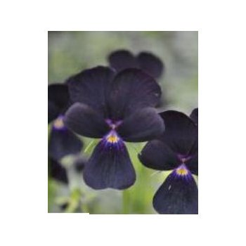 Fialka rohatá čierna Sawyers - Viola cornuta - semená fialky - semiačka -  0,1 gr od 1,18 € - Heureka.sk