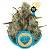 Royal Queen seeds Medical Mass neobsahují THC 5 ks