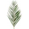 Listy palmy Phoenix 60 - 80 cm