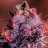 Positronics - Gordo Master Kush 3 ks - Semená neobsahujú THC