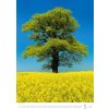 Helma nástenný Trees/Bäume/Stromy 31,5 × 45 cm 2026