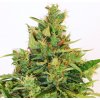Kannabia Seeds - Amnesi-K Lemon 3 ks - Semená neobsahujú THC