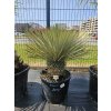 Yucca rostrata Marca Roja v celkovej výške 100 cm PREMIUM CHIHUAHUA