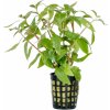 Alternanthera reineckii
