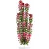 JK ANIMALS Red Anacharis 38-43 cm
