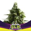 BSF Seeds - SLH (Super Lemon Haze) 7 ks - Semená neobsahujú THC