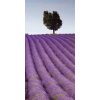 Samolepiace fototapety Dimex Levandule 95 x 210 cm D010 (Fototapeta na dvere)