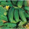 Uhorka Charlotte F1 - Cucumis sativus - semená - 6 ks