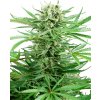 Sensi Seeds Papi Chulo OG neobsahuje THC 10 ks