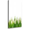 Vertikálny foto-obraz canvas do obývačky Biele tulipány 50x100 cm