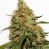 Dutch Passion CBD Kush® neobsahuje THC 3 ks