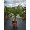 Trachycarpus fortunei vo výške 110 cm, výška kmeňa 25 cm