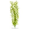 JK ANIMALS Hygrophila 38-43 cm