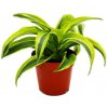 Dracaena warneckii Lemon Lime