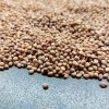 Microgreens Reďkovka červená Coral na mikrozeleninu, 100 g