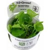 Nymphoides hydrophylla 'Taiwan' 1-2-Grow!