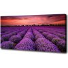 Foto obraz na plátne Pole levanduľa 100x50 cm
