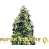 Super Strains - El Cucaracha 10 ks - Semená neobsahujú THC