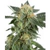 White Label Snow Ryder Automatic semena neobsahuji THC 3 ks