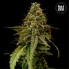 Bulk Seed Bank - Auto Coffe Rocket 100 ks - Semená neobsahujú THC