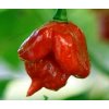 Trinidad Scorpion butch T (semená) chilli
