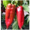 Paprika ročná Rafaelus F1 - Capsicum annuum - semená papriky - 15 ks