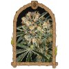 Exotic Seed - Hippie Therapy CBD 3 ks - Semená neobsahujú THC