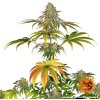 Barney's Farm Wedding Cake neobsahuje THC 3 ks