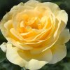 Ruža popínavá - Rosa ´Jackson Perkins´- 130/180cm