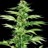 Sensi Seeds Research - Honey Melon Haze 5 ks - Semená neobsahujú THC