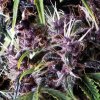 Pyramid Seeds Auto Purple semena neobsahuji THC 50 ks