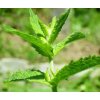 Mäta zelená (Mentha Spicata) Semená