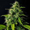 Doctor´s Choice Seeds DC Cure 1:1 Auto Feminized 3 ks