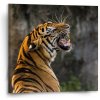 Sablio Obraz Revúci tiger - 50x50 cm