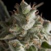 Pyramid Seeds Fresh Candy semena neobsahuji THC 50 ks