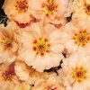 Portulaka veľkovetá Sundial Mango F1 - Portulaca grandiflora - semená - 80 ks