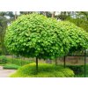 Ambrovník styraxový Gum Ball na 50-60 cm kmienku, výška 80-100 cm, kvetináč 7-9 l