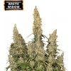Seedstockers White Widow Auto semena neobsahuji THC 100 ks