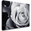 Impresi Obraz Čiernobiela ruže s kvapkami vody - 70 x 50 cm