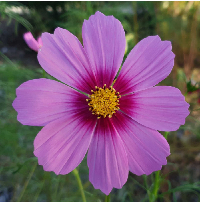 Krasuľka perovitá Cosmini Pink - Cosmos bipinnatus - semená krasuľky - 20 ks