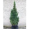 Smrek Biely Conica - Picea Glauca Conica Výška: 60 - 70cm, 3L