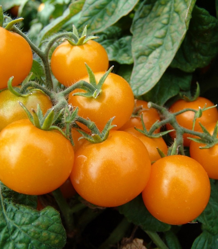 Paradajka Aztek - Solanum lycopersicum - semená paradajok - 20 ks