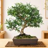 Semienka bonsaje - Eukalyptus citrónový - 20 ks