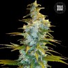 Bulk Seed Bank - Northern Light 500 ks - semená neobsahujú THC
