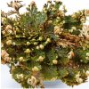 Ruža z Jericha - plavúnka schúlená - Selaginella lepidophylla - cibuľa ruže z Jericha - 1 ks