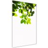 Vertikálny foto obraz sklenený Zelené lístie 50x100 cm