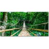 Foto obraz akrylové sklo Most tropický les 100x50 cm