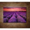 Obraz - Krajina s levanduľou 90x60cm