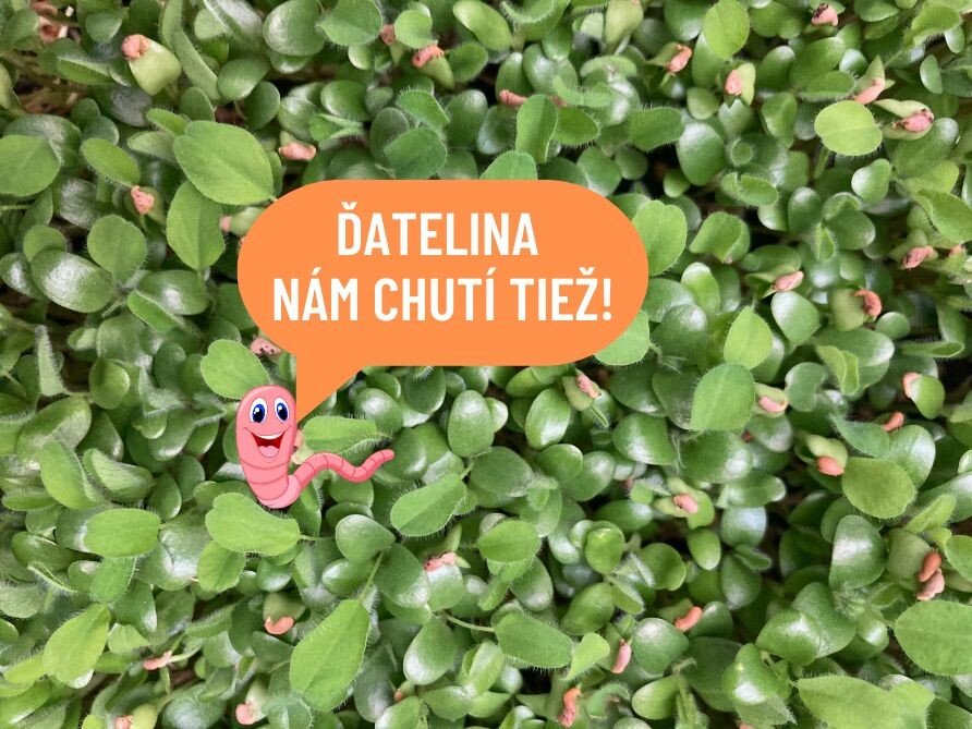 Ďatelina červená 50 g